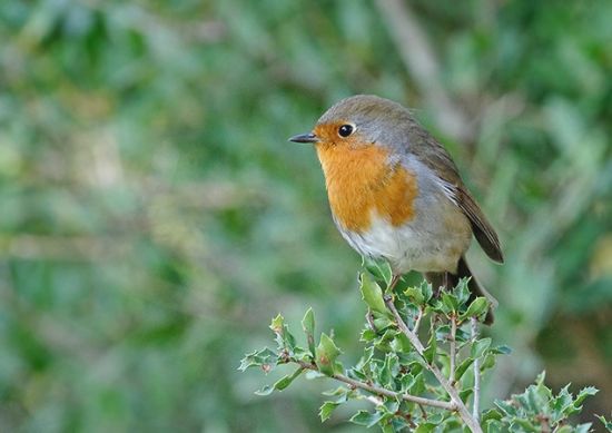 Rougegorge familier - LPO (Ligue pour la Protection des Oiseaux) - Agir  pour la biodiversité