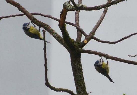 gros Mésange vs grosse bite