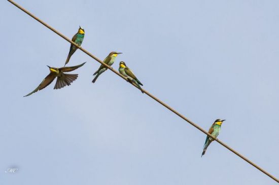 Chouette de Tengmalm - LPO (Ligue pour la Protection des Oiseaux) - Agir  pour la biodiversité