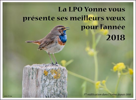 Pourquoi l'observation des oiseaux était au plus haut dans l'Yonne pendant  le confinement - Auxerre (89000)