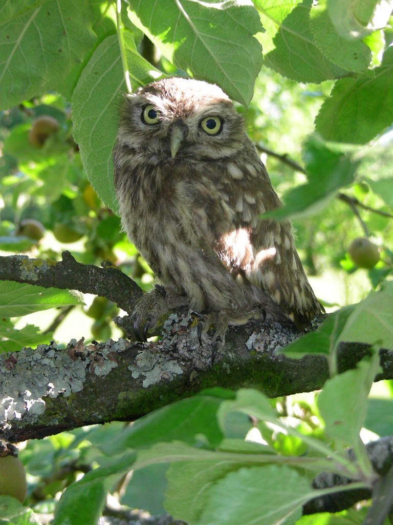 https://cdnfiles2.biolovision.net/www.gobg.ch/userfiles/Chevche/Cheveche2.jpg