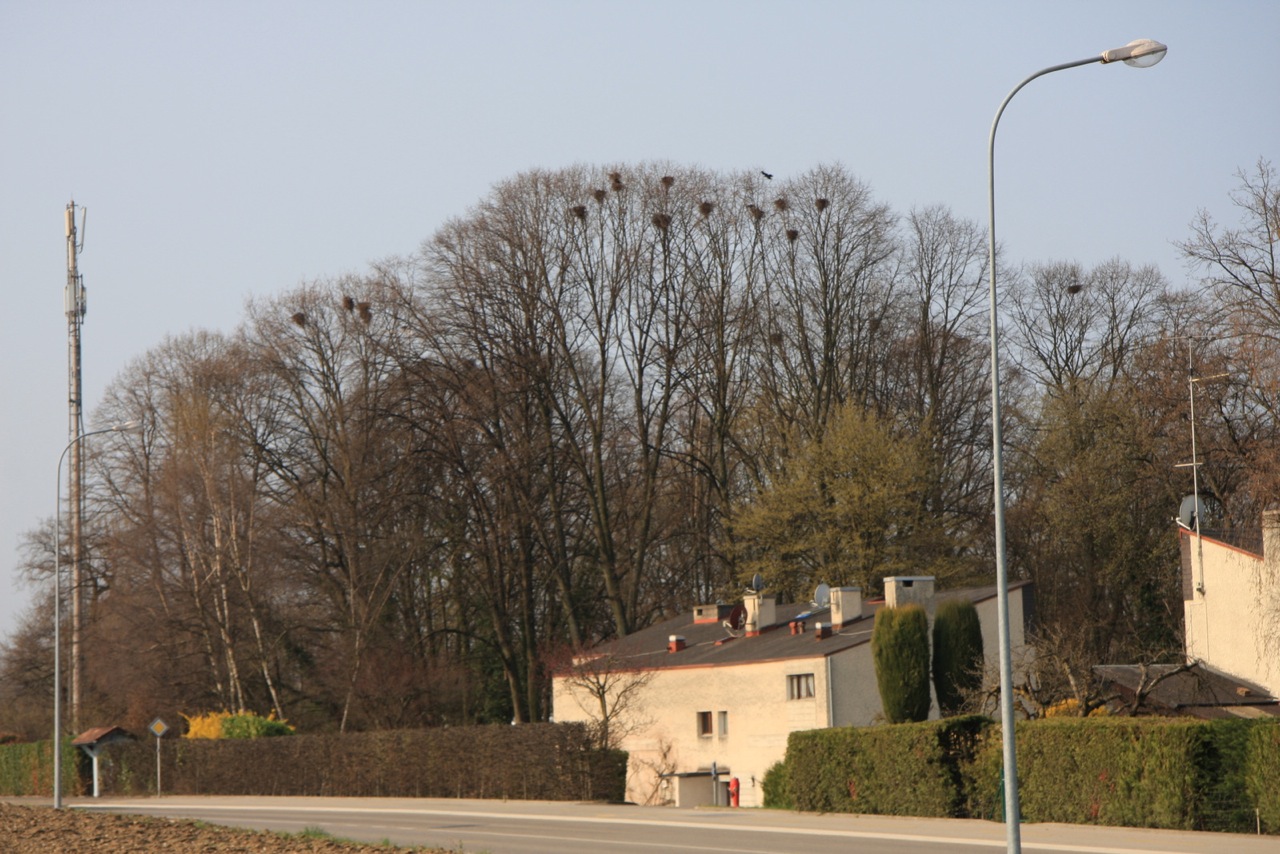 https://cdnfiles2.biolovision.net/www.gobg.ch/userfiles/Corbeaufreux/CollongeBellerive5.04.09001.jpeg