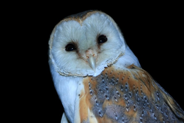 https://cdnfiles2.biolovision.net/www.gobg.ch/userfiles/Effraie/effraie2.jpg
