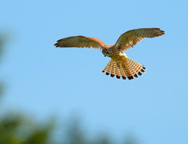 Faucon crécerelle en vol « Saint-esprit »