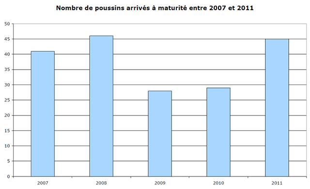 Faucon crécerelle poussins 2006-2011