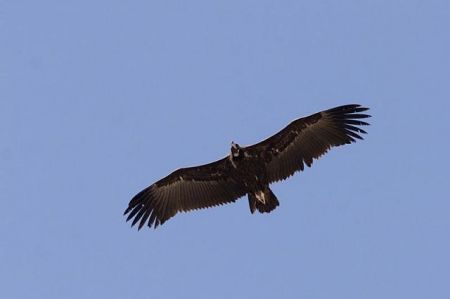 Fig. 1 - <b>Cinereous Vulture</b> <i>(Aegypius monachus)</i> - Mark Zekhuis (Saxifraga)