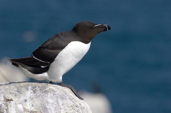 Méditerranée : on en sait enfin plus sur la présence massive et les décès  des petits pingouins 