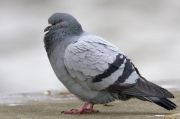 Pigeon biset (origine naturelle) Columba livia