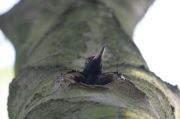 Pic noir Dryocopus martius