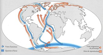 Diversite Des Migrations Www Migraction Net