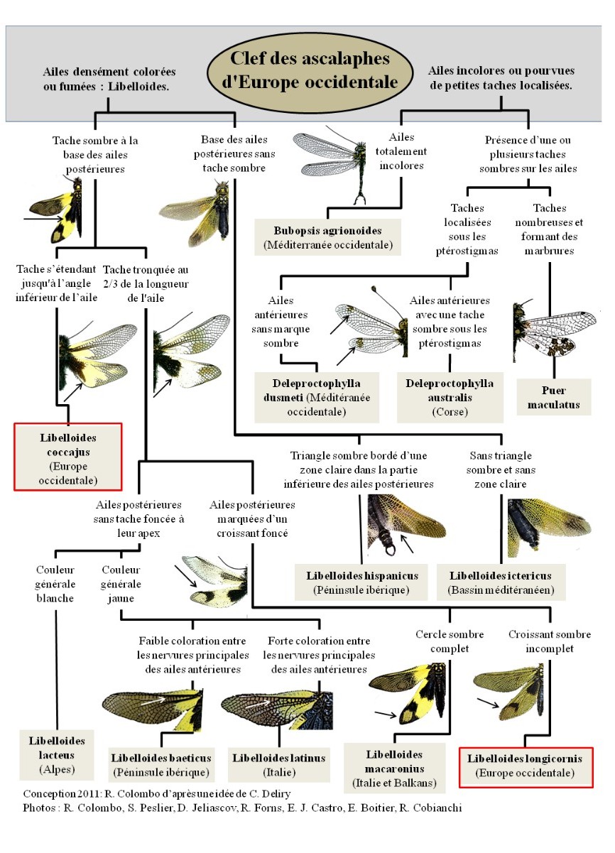 https://cdnfiles2.biolovision.net/www.nature79.org/userfiles/COINnaturaliste/entomo/cleascalaphes.jpg