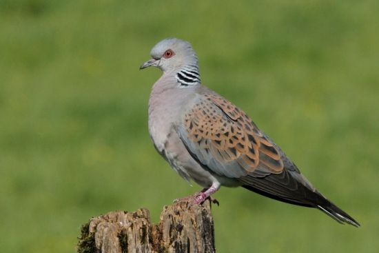 La chouette tachetée du Nord est plus que jamais menacée - Sciences et  Avenir