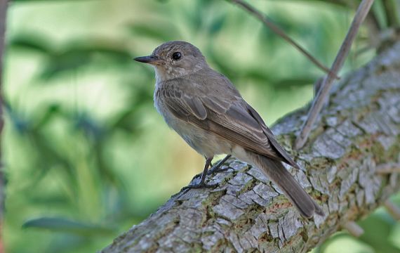 Fiches Espèces Wwwoiseauxdesjardinsfr