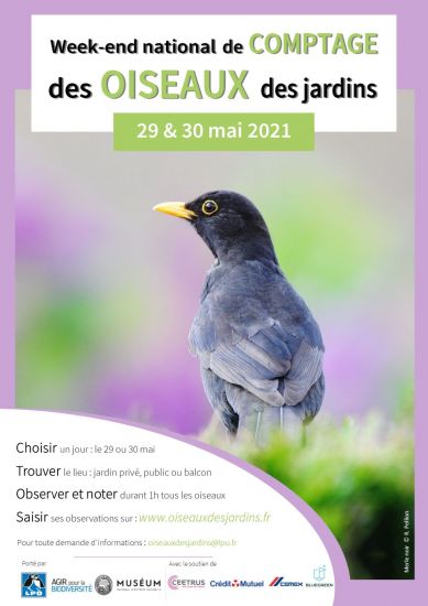 https://cdnfiles2.biolovision.net/www.oiseauxdesjardins.fr/pdffiles/news/Affiche_comptage_mai2021V001LQ-5152.jpg