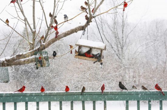 Toutes Les Nouvelles Wwwoiseauxdesjardinsfr