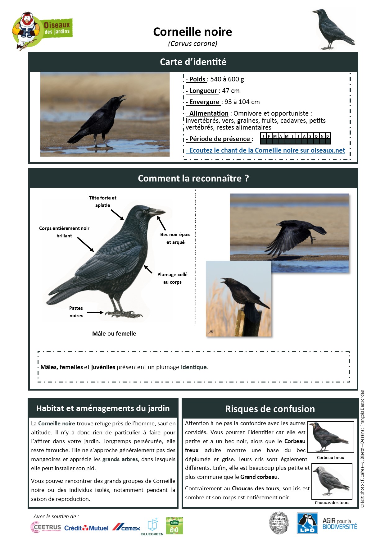 https://cdnfiles2.biolovision.net/www.oiseauxdesjardins.fr/userfiles/Fichesespces/FicheespceCNv2.pdf