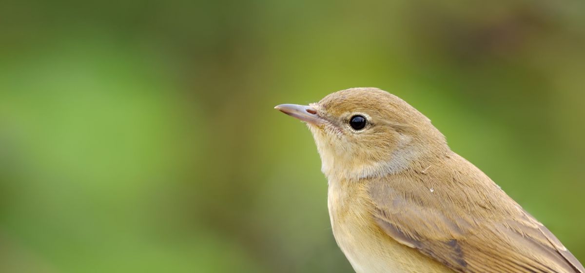L’avifaune suisse mise en scène – 30 millions d’observations grâce aux contributeurs d’ornitho.ch