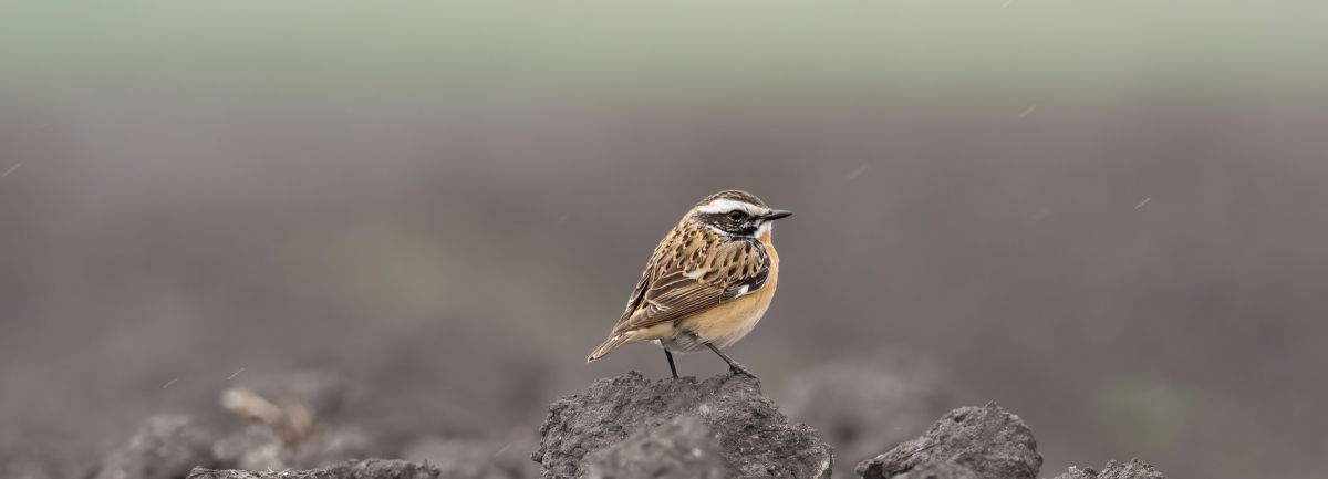 Protection des oiseaux nicheurs des prairies grâce à vos données – de nouvelles cartes vont aider