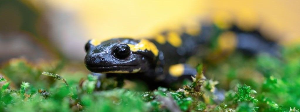 Ouverture de nouveaux groupes fauniques