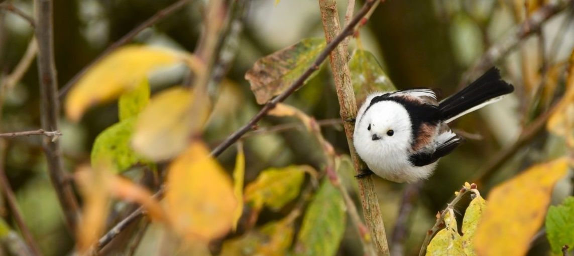  Influx of White-headed Long-tailed Tits