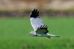 Hen Harrier