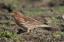 Red-throated Pipit