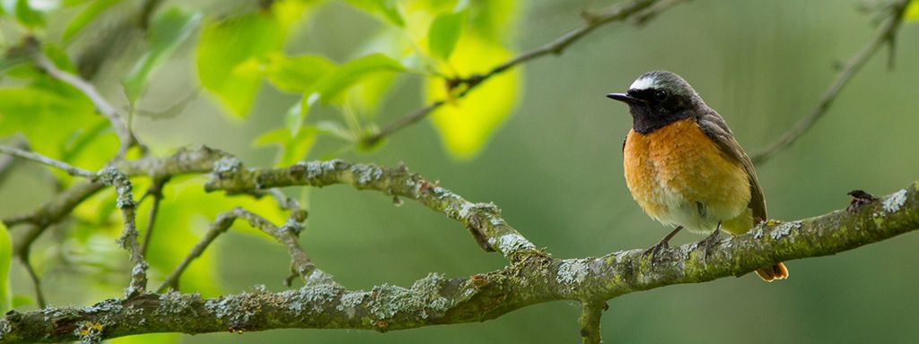 Was sind Beobachtungslisten und warum sind sie so wertvoll?