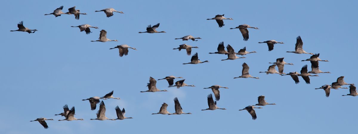 Hinweise zur Eingabe von Kranichen und anderen Zugvögeln