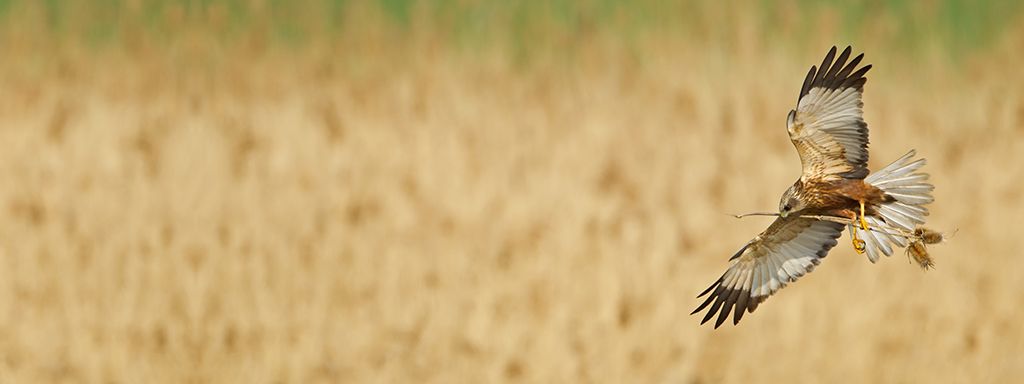 Welchen Brutzeitcode soll ich hier vergeben, warum sind sie so wichtig?