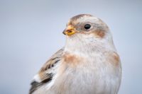 Snow Bunting