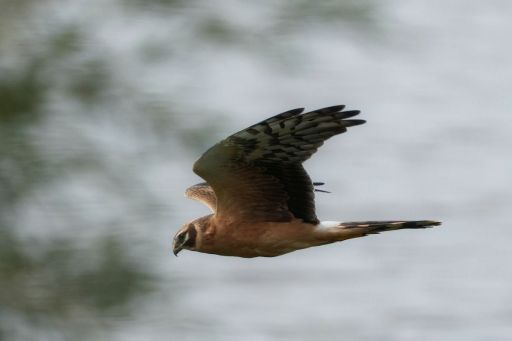 Pallid Harrier