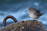 Purple Sandpiper