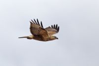 Adlerbussard