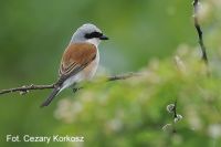 Red-backed Shrike