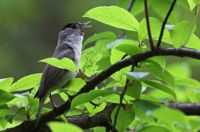 Eurasian Blackcap